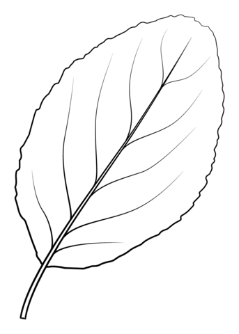 Plum Tree Leaf Coloring Page